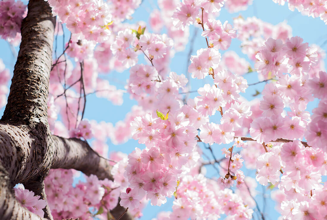 цветущая сакура весной